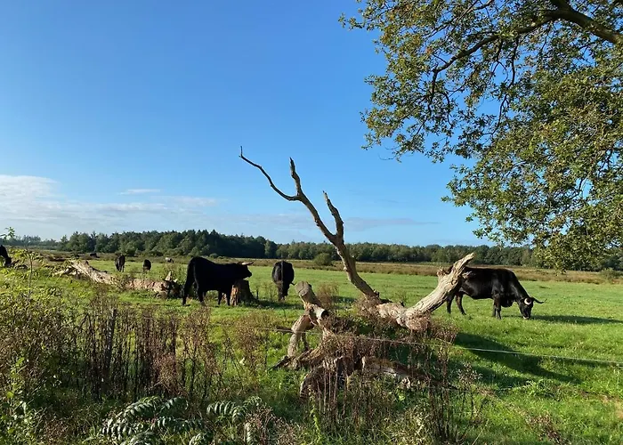 Blokhut 4-Persoons De Blauwe Lantaarn